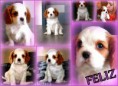 /album/feliz-royal-highness-fenka-blenheim-rezervovana/steniatka-f-7-tyzdnov3-jpg/